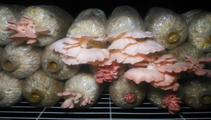 Pink oyster mushrooms emerging from grow bags within a large fruiting chamber.