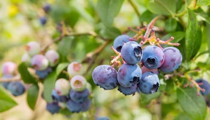 Berries ripening on a Northblue blueberry bush.