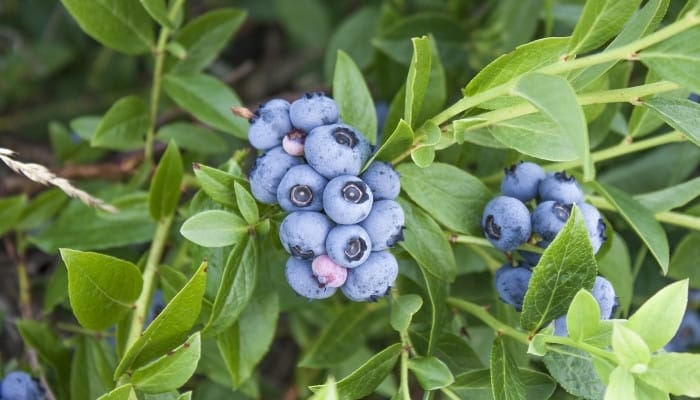 Ripening berries on a Northsky blueberry bush.