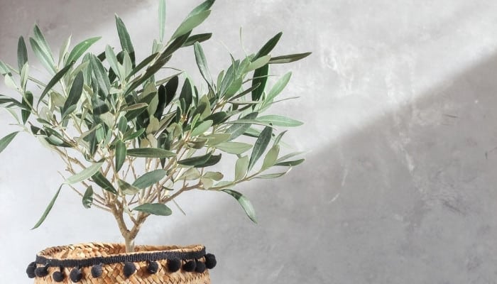 An olive tree indoors in basket-style pot.