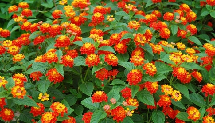 Multiple orange-and-yellow blossoms on a lantana plant.