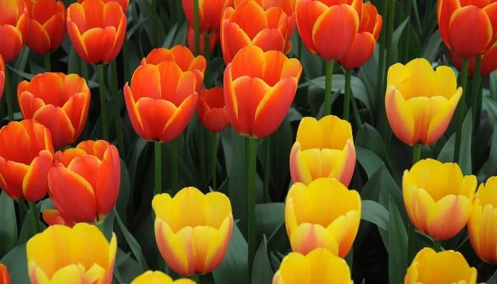 A group of orange and yellow tulips blooming.