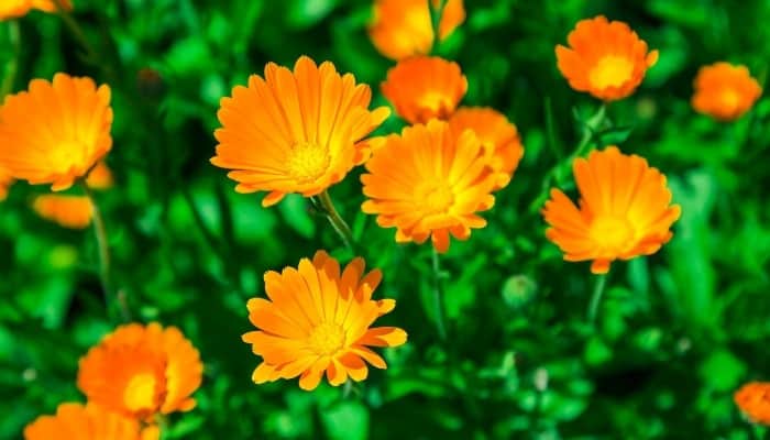 Several orange calendula flowers.