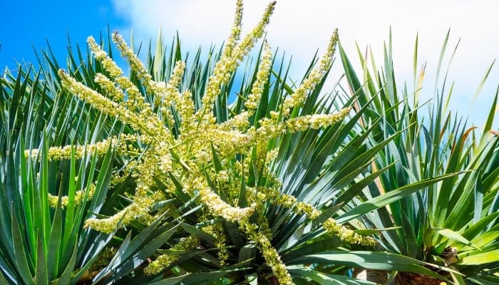 A large dragon tree growing outdoors with white spikes of flowers.