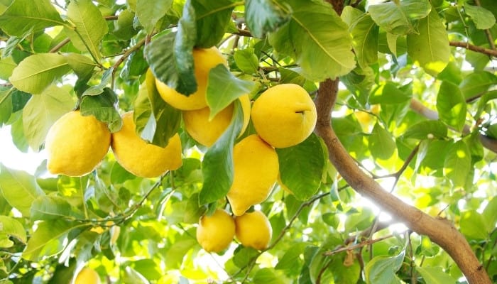 A healthy outdoor lemon tree loaded with ripe lemons with bright sunshine peaking through the branches.