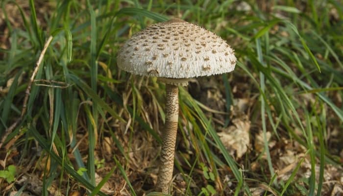 A parasol mushroom (Macrolepiota procera) in the woods.