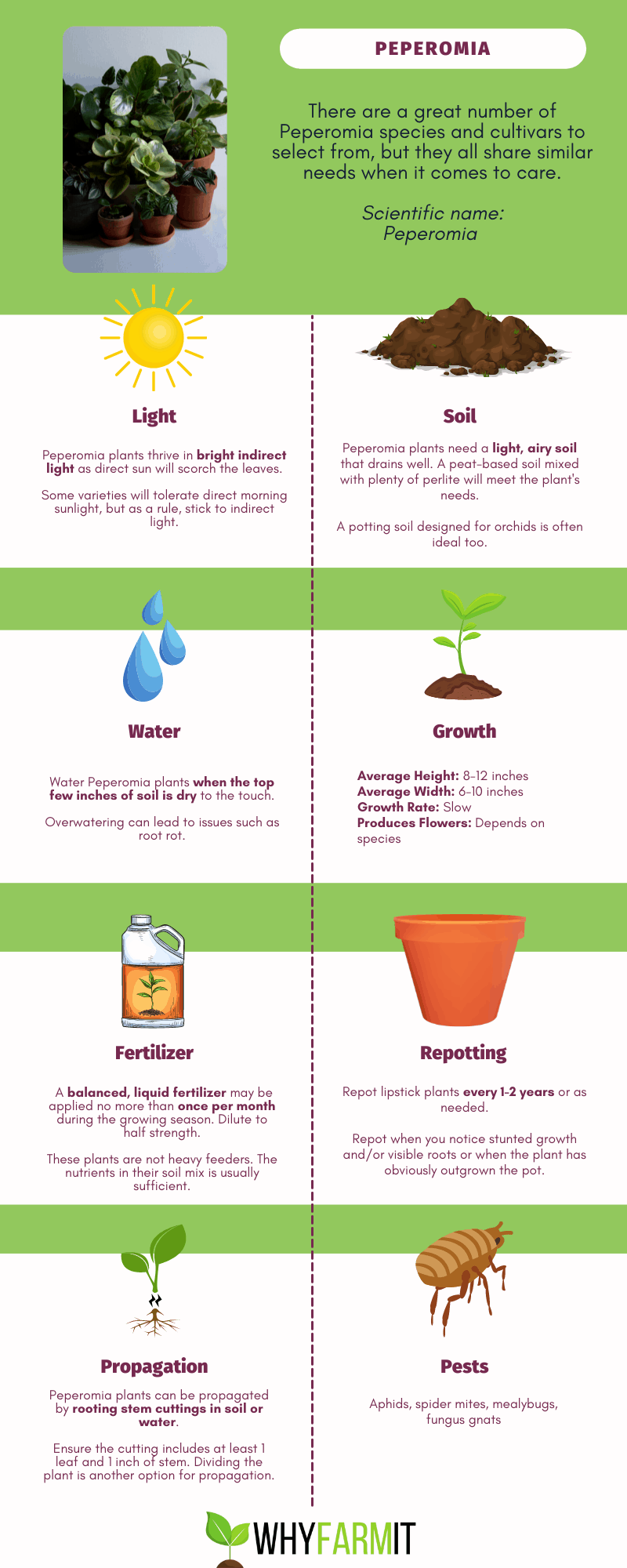 Graphic outlining care of Peperomia plants.