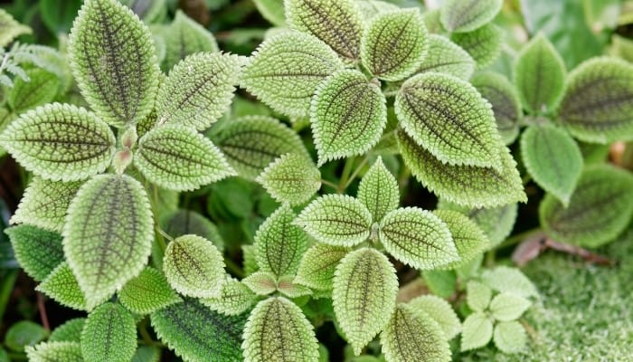 Multiple Pilea 'Moon Valley' plants with healthy, textured leaves.