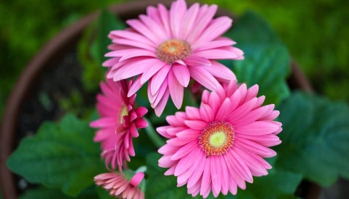 A gerbera daisy plant with four bright pink flowers.