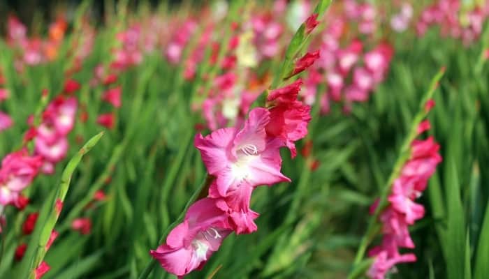 Tall, pink flower spike of gladiolus with many more in the background.