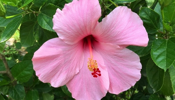 A fully opened pink hibiscus flower.