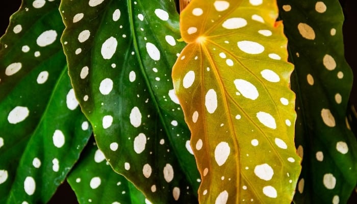 A close-up look at polka dot begonia leaves with one showing signs of yellowing.