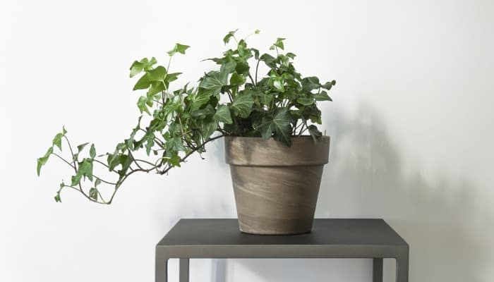 A small potted English ivy plant on a square brown table against a white wall.