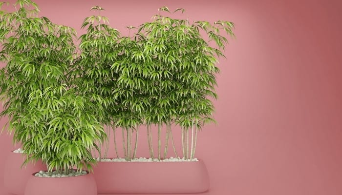 Five bamboo plants in two pink pots against a pink background.