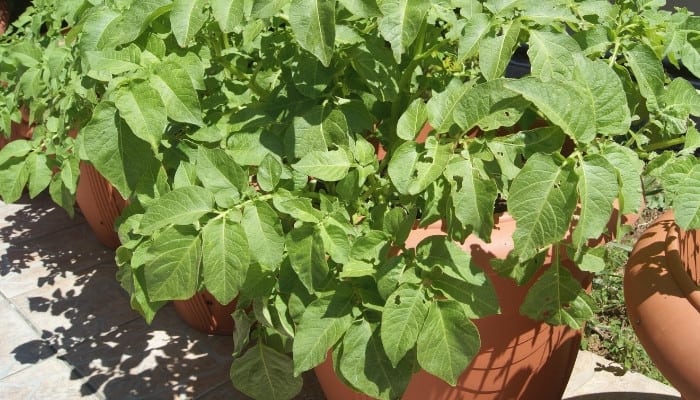 Potato plants thriving in pots under direct sunlight.