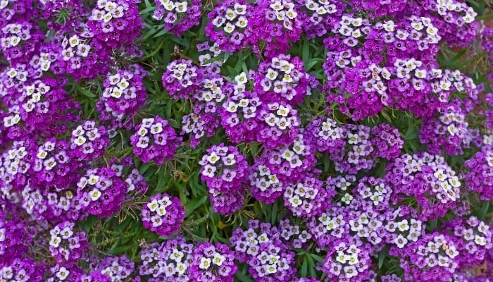 A large group of purple sweet alyssum flowers.