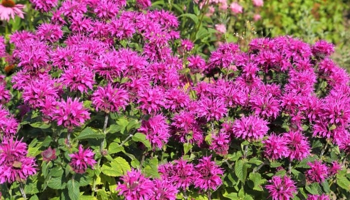 Purple bee balm in full bloom.