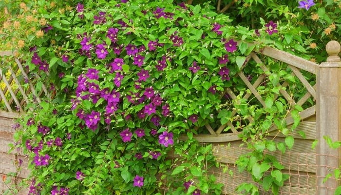 A purple clematis plant in full bloom growing on a garden fence.