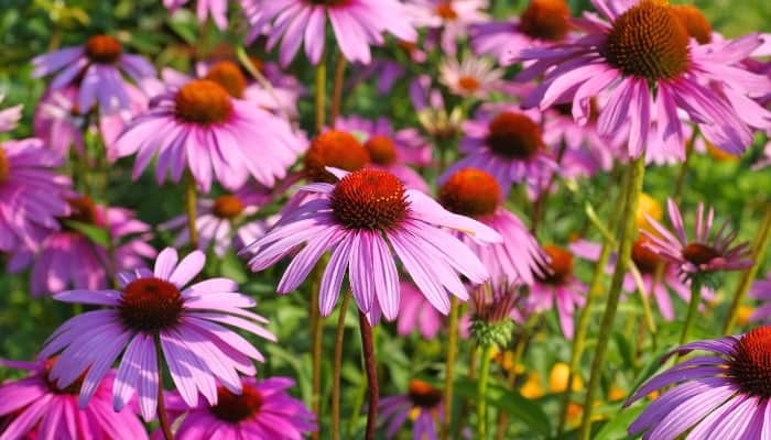 Purple coneflowers blooming in profusion.