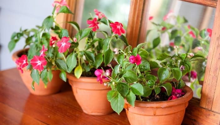 Three terra cotta pots of red impatiens on top of a wood table with a mirror behind it.