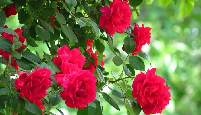 Bright red rose blooms on a tall rose bush