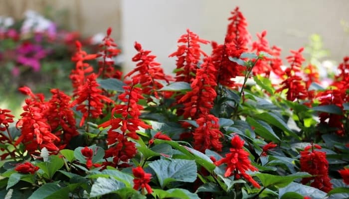 Red salvia plants in full bloom.