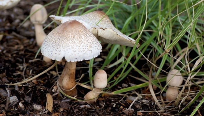 A group of reddening Lepiota mushrooms (Leucoagaricus americanus) in the woods.