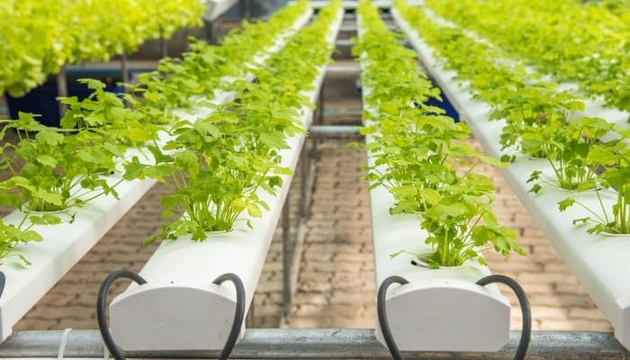 Multiple rows of cilantro growing hydroponically.