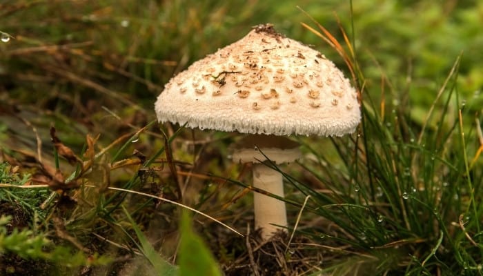 A shaggy parasol mushroom (Chlorophyllum rhacodes) growing in the woods.