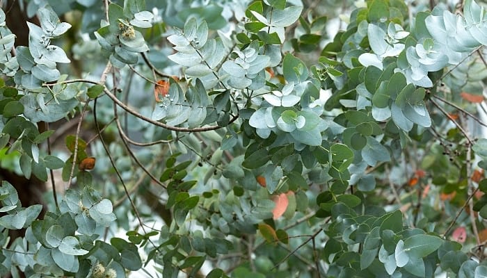 Branches and leaves of silver dollar eucalyptus tree.