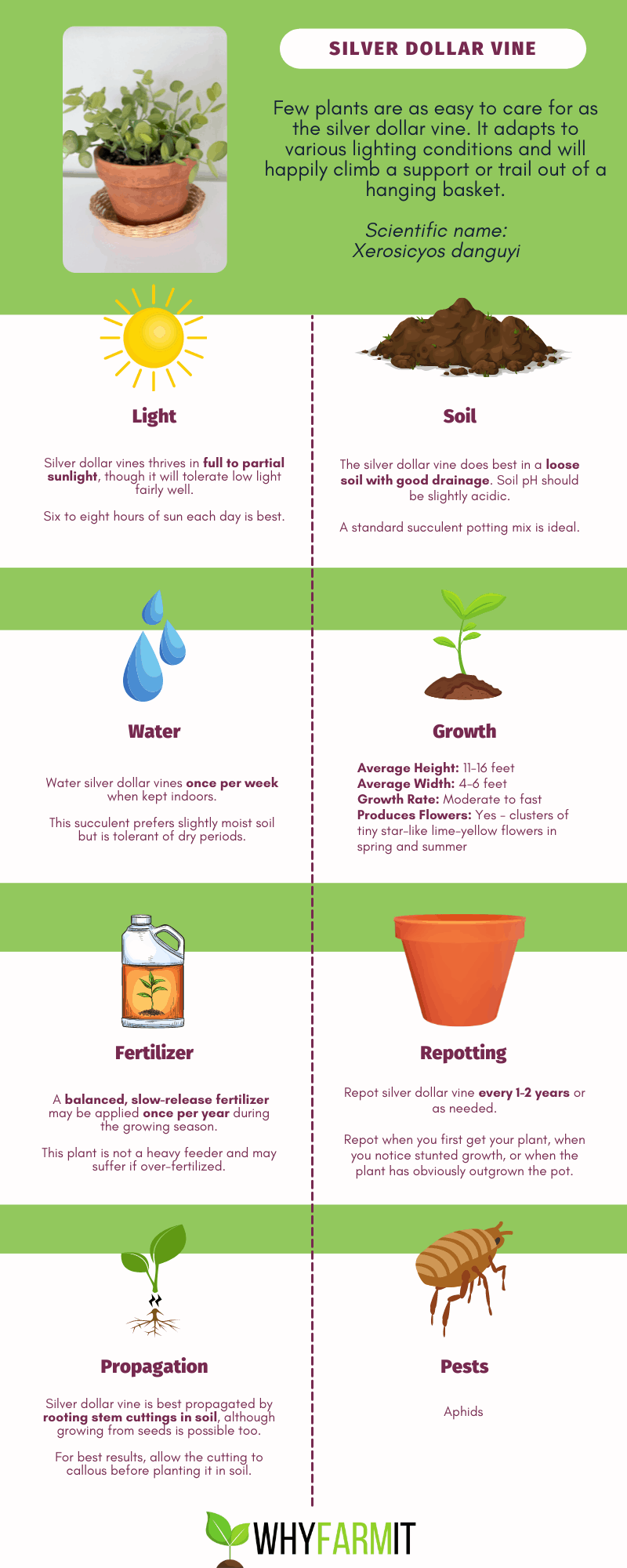 Graphic outlining care for a silver dollar vine.