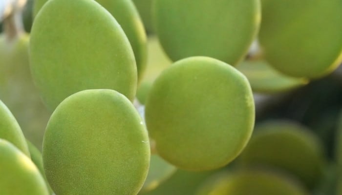 A close-up look at the thick, green leaves of the silver dollar vine.