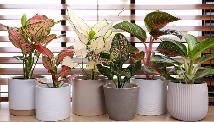 Six healthy houseplants sitting in front of window with open wood blinds.