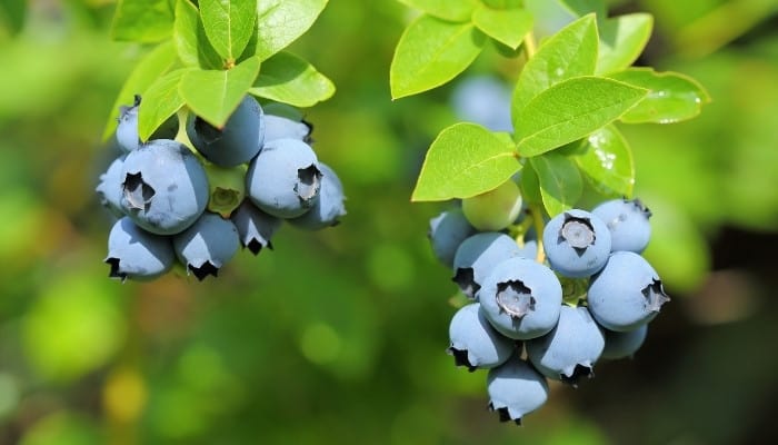 Ripe berries on a Sunshine Blue blueberry bush ready to be picked.