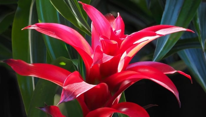 The top of a beautiful bromeliad with brilliant red leaves.