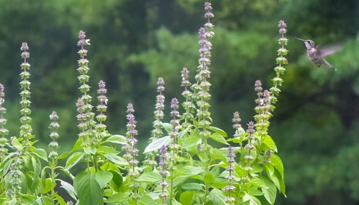 Basil plants with tall spikes of flowers being visited by a hummingbird.