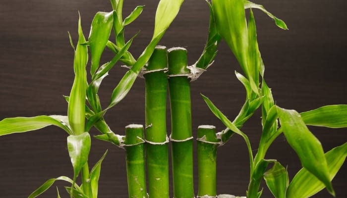 The top of a recently pruned bamboo plant showing new growth.