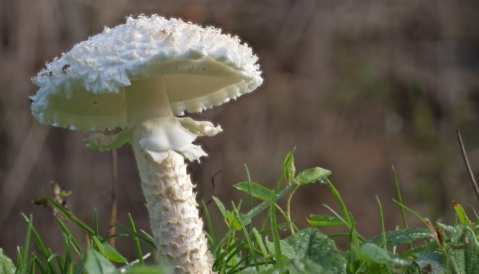 A Thiers' mushroom (Saproamanita thiersii) in the woods.