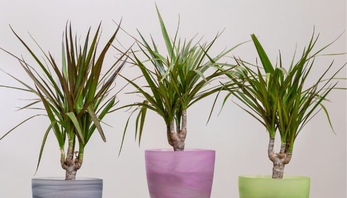Complete Dragon Tree Care: This Is How To Make It Thrive
