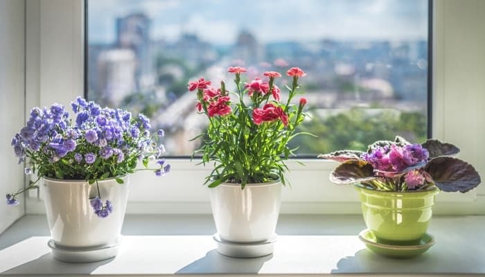 Three colorful plants sitting on a bright window sill overlooking a city.