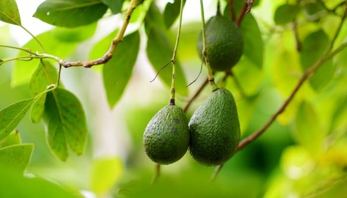 Three ripe avocados hanging from the tree branch.