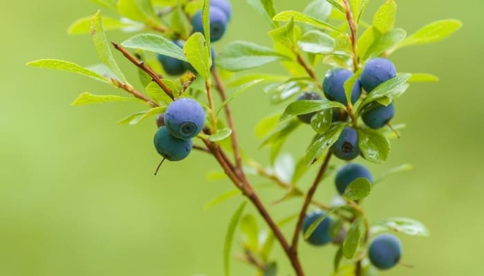 A fruiting branch of the dwarf top hat blueberry bush.