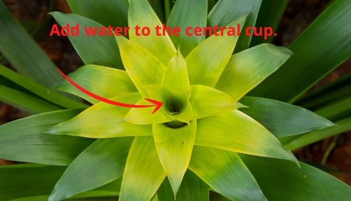 Bromeliad plant with arrow to indicate where to water it.