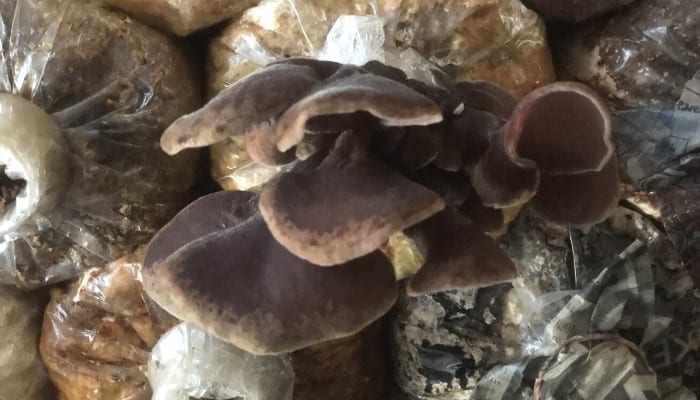 Mushrooms emerging from their grow bags viewed from above.