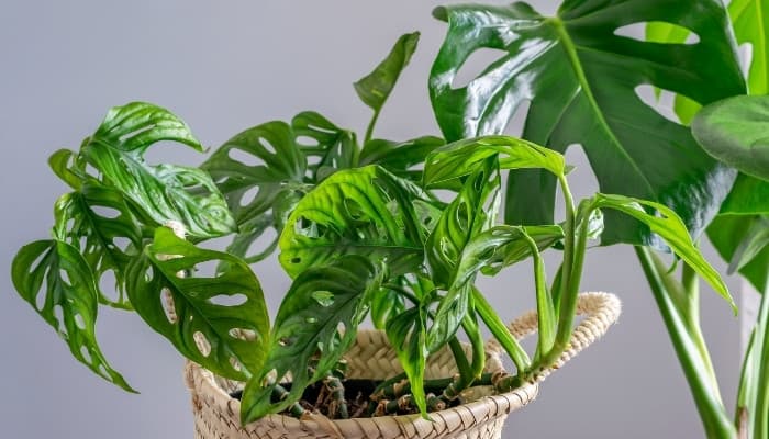 A Swiss cheese Monstera in a basket pot with another Monstera plant in the background.