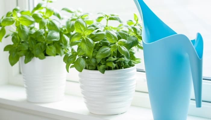 Two basil plants in white pots sitting in a sunny window sill beside a light-blue watering can.