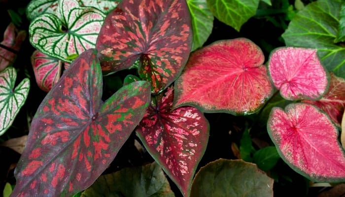 A variety of richly colored caladium leaves.