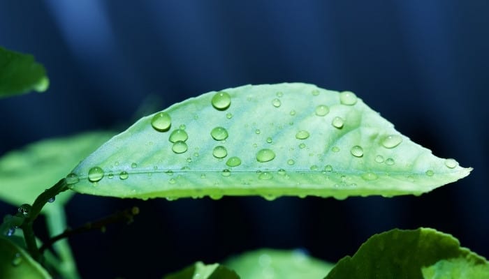 A lemon leaf with small droplets of water against a dark blue background.