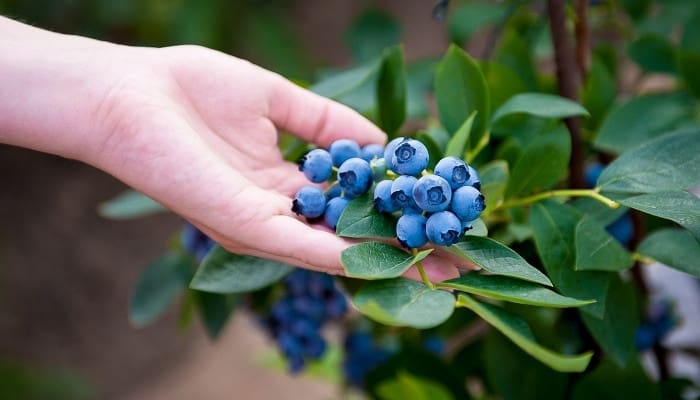 A woman's hand inspecting ripe blueberries growing on the bush.