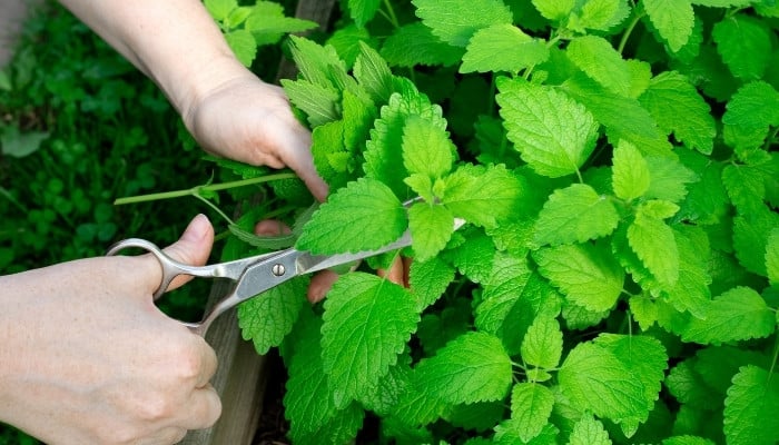 A woman using scissors to harvest fresh mint from the garden.